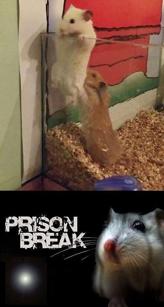 http://www.risasinmas.com/wp-content/uploads/2014/02/Prison-Break-hamster.jpg