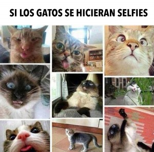 Si Los Gatos Se Hicieran Selfies Risa Sin M S