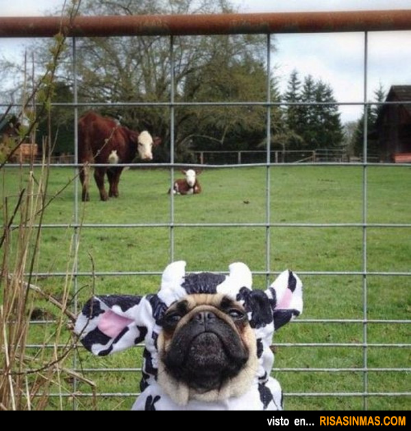 Esas vacas no van a descubrirme...