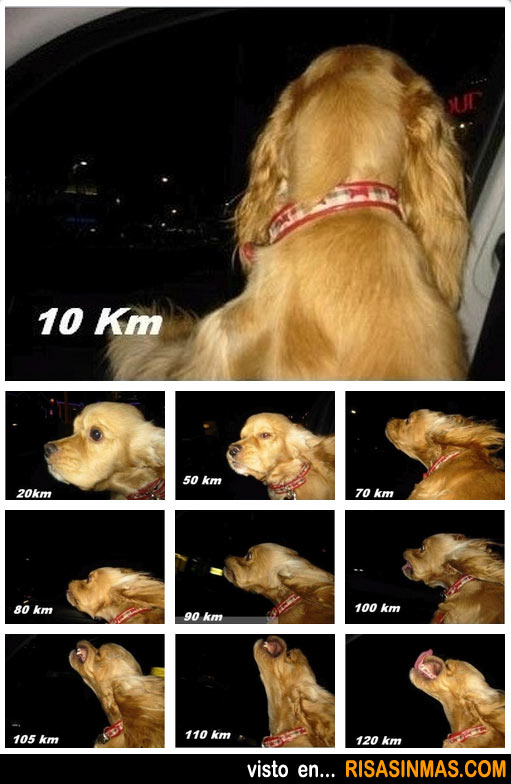 La cara de tu perro según la velocidad de tu coche