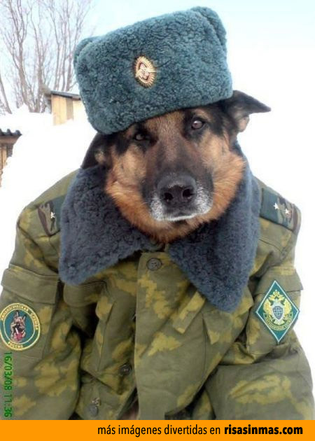 Los perros en Rusia